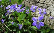 36 Fiori di viola mammola